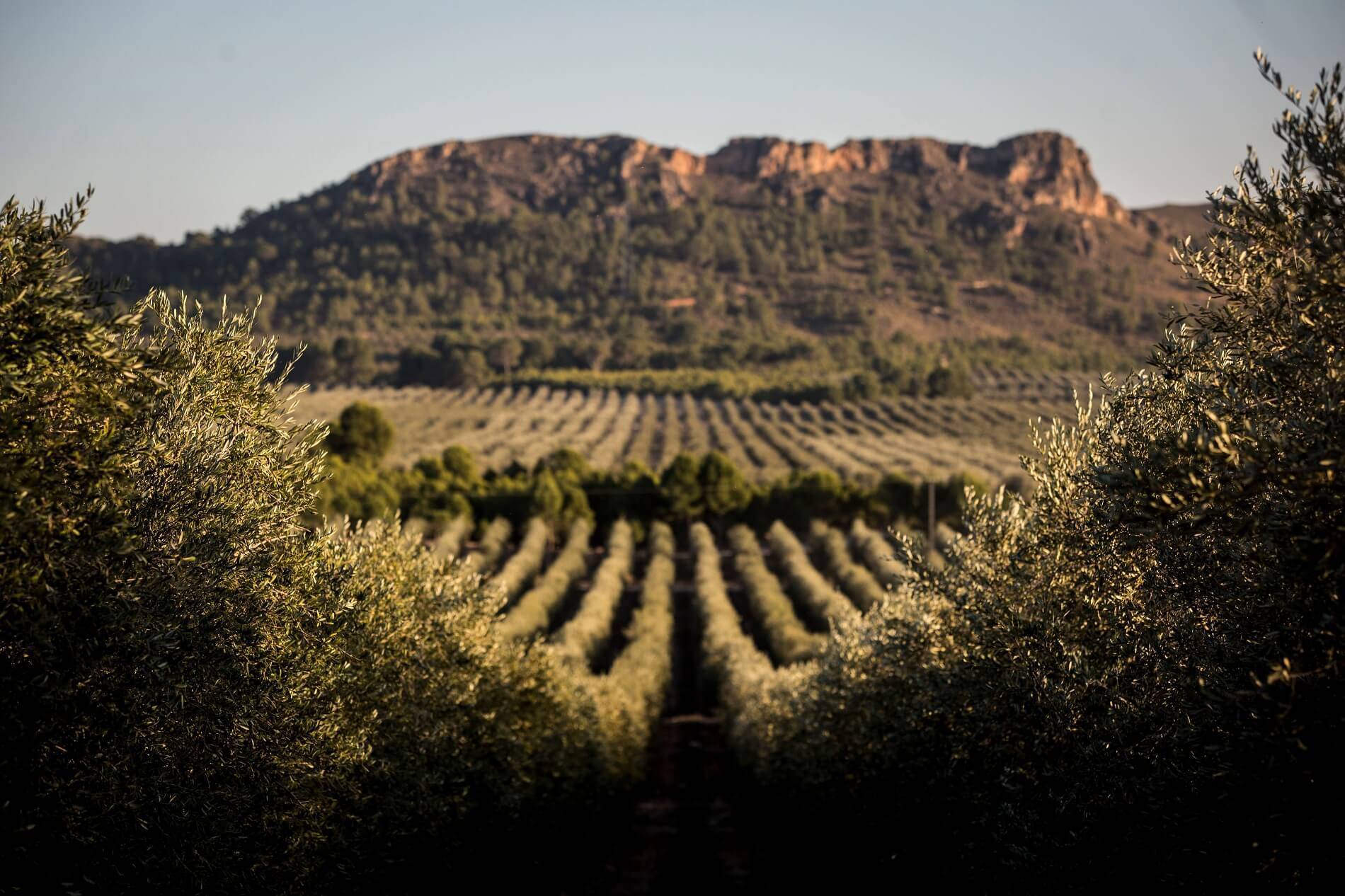 1. La tierra aceite de oliva virgen extra
